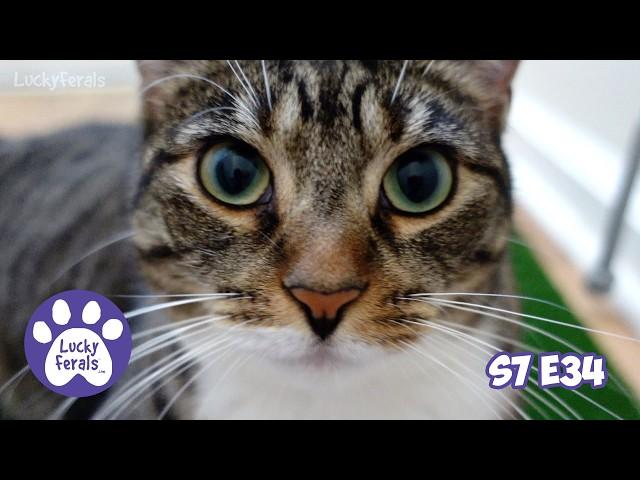 The Dog Days Of Summer With 11 Cats - S7 E34 - Lucky Ferals Cat Vlog