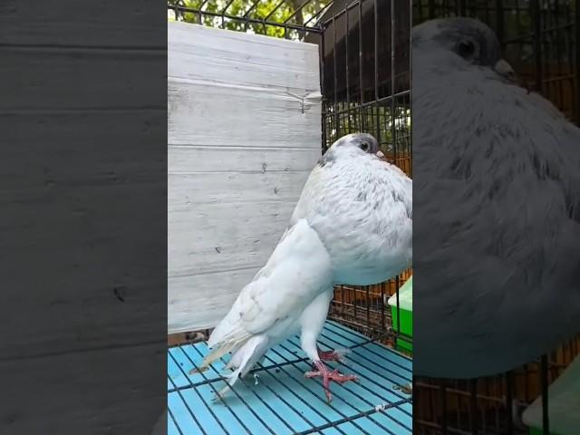 Subhanallah alhamdulillah #shorts #viral #kabootar #youtubeshorts #pigeon #youtube #video 