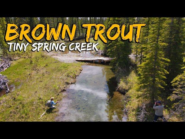 "Inches and Angles" - BIG BROWN TROUT in a TINY SPRING CREEK! Fly Fishing Brown Trout