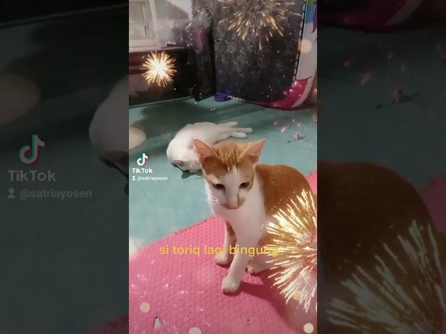 si toriq lagi bingung#videoshorts#shorts#catlover