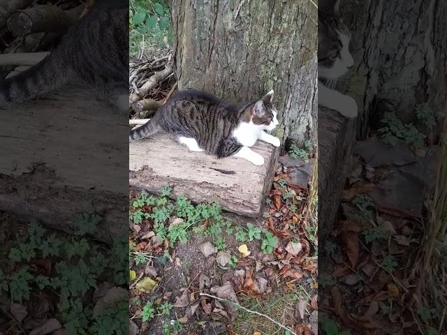 LuCa at the chestnut tree (1)* / LuCa bei der Kastanie (1) #alleliebenluca #cat #watchcat