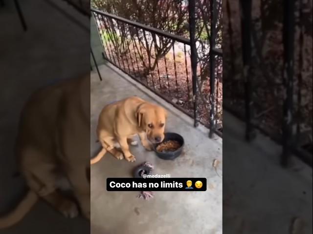 Coco Might Go Back To The Pound 