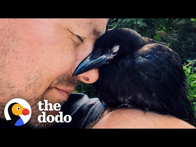 Wild Crow Has Coffee With His Rescuer Every Day | The Dodo Wild Hearts