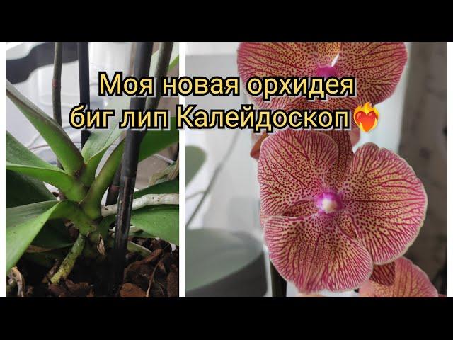 Моя новинка - биг лип Калейдоскоп#обзор#orchid#original#flowers#цветы