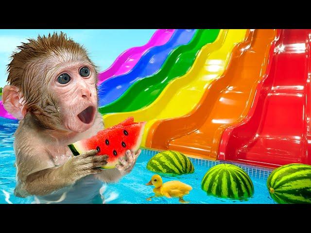 KiKi Monkey & Puppy celebrate Watermelon Swimming Pool vs Colorful Waterslide | KUDO ANIMAL KIKI