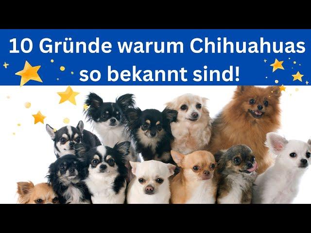 10 Gründe, warum Chihuahuas so bekannt sind 