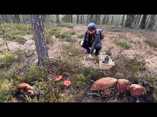 MUSHROOM FORAGING CLOSE-UPS! PULLING! CLEANING! PENNY BUN! KING BOLETE! FUNGHI PORCINI! ASMR.