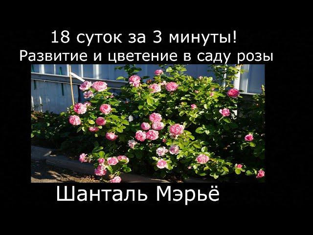 18 суток съёмки Шанталь Мэрьё.