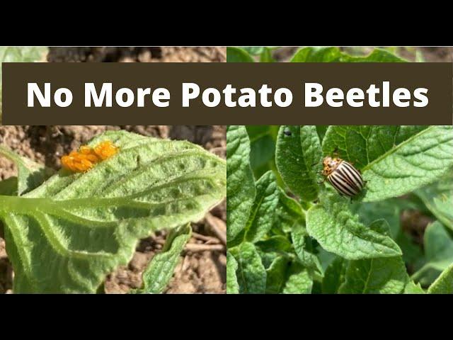 How to Get Rid of Potato Beetles | Organic Potato Beetle Control