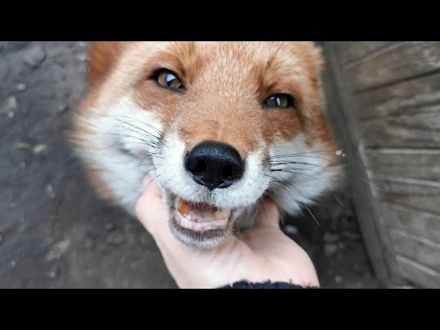 A lot of sounds from the fox's life