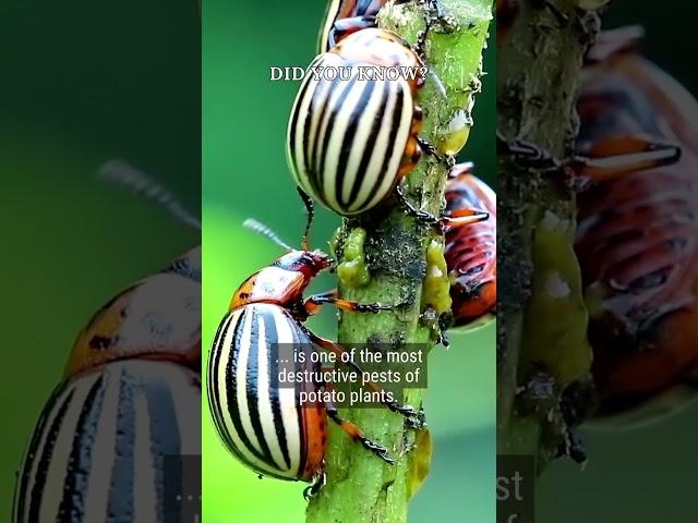  Destructive Potato Beetle #didyouknow