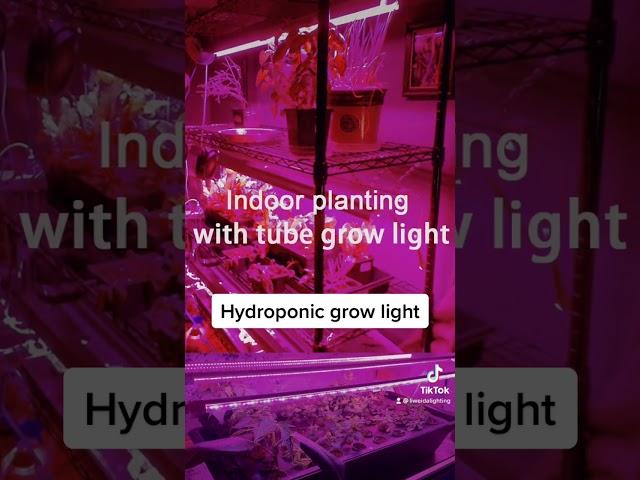 Hydroponic growing system with led tube grow light #liweida#ledgrowlights #ledgrowlight