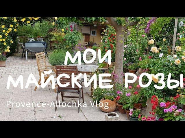 Мои майские РОЗЫ и я  ПЧЕЛА Алла или Майя??? ... /ОБЗОР сада-огорода