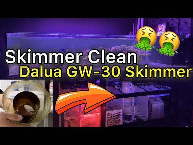 Cleaning My Dalua Great White Skimmer! Plus 8 Month Review!