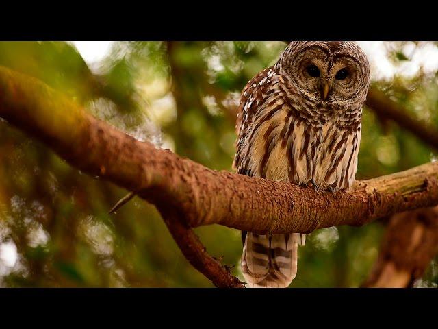 Barred Owl