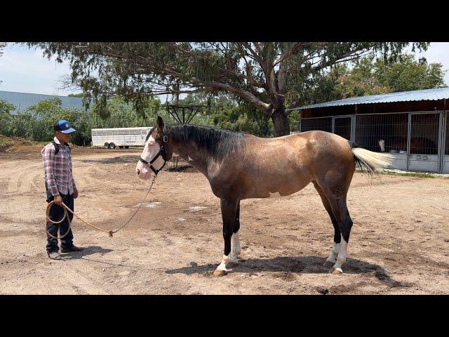 VENDIDA - LA MUÑECA Potranca Careta de 3 años de edad nieta de Spooks Gotta Gun