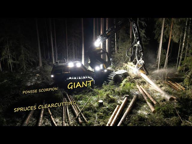 Ponsse Scorpion GIANT harvester - Spruces clearcutting 4K