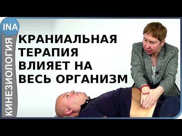 Краниальная терапия влияет на весь организм. Прикладная кинезиология. Людмила Васильева