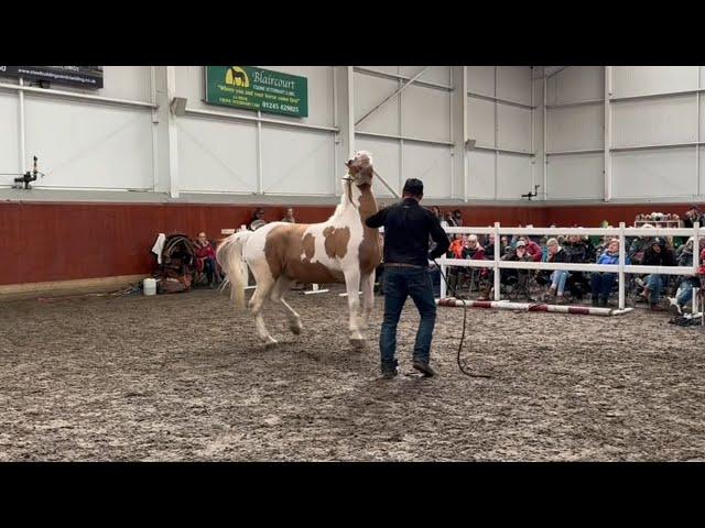 Dangerous and Unpredictable Horse Worries Mother and Daughter!!