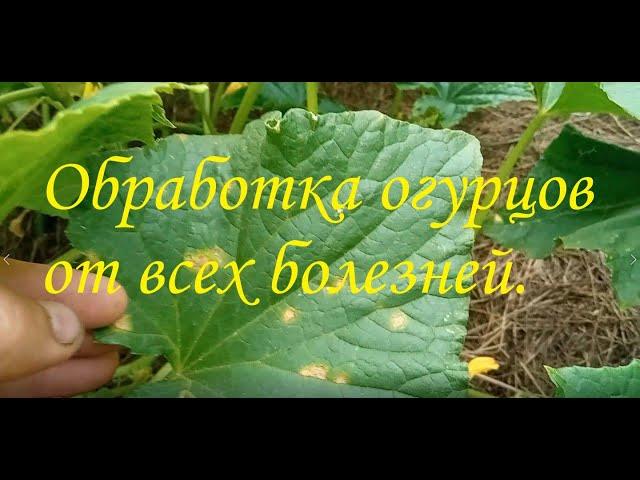 Обработка огурцов от всех болезней.