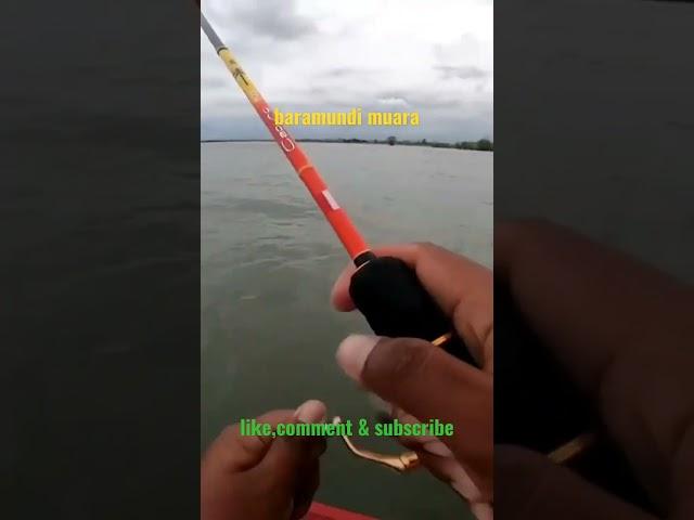 BARRAMUNDI BABON MUARA #shorts