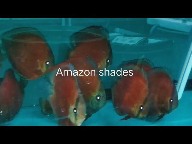 premium grade Blue face blue rim red cover discus fish