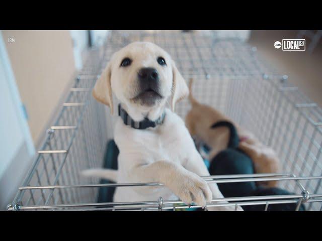 Smart Collar Helps Puppies Become Guide Dogs | All Good