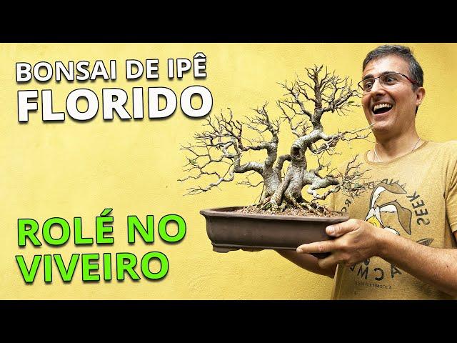 BONSAI DE IPÊ COM FLOR - Rolé pelo viveiro!!!