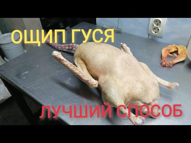 ОЩИП ГУСЯ. СУПЕР СПОСОБ