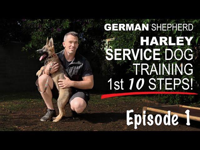 First Ten Steps When Training A Service Dog!