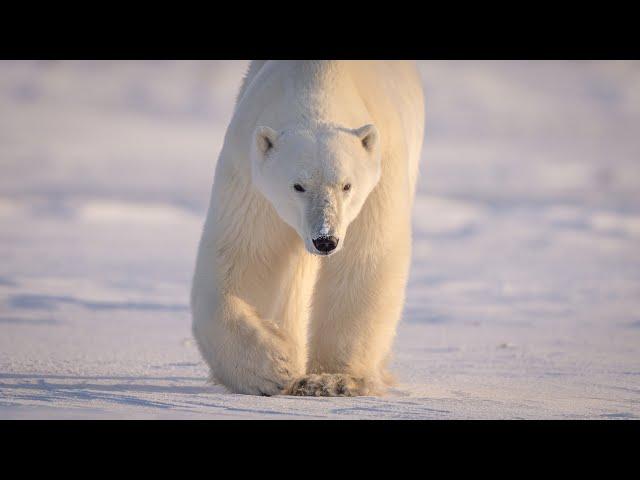 This POLAR BEAR wanted to eat us! How I took the best photo of my life. Sony a7R iv | 600mm f/4 |