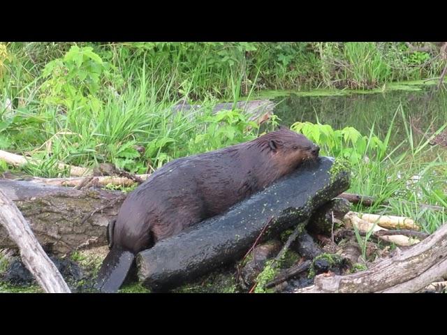 Beaver Moves a Very Large Heavy Log Onto his Dam