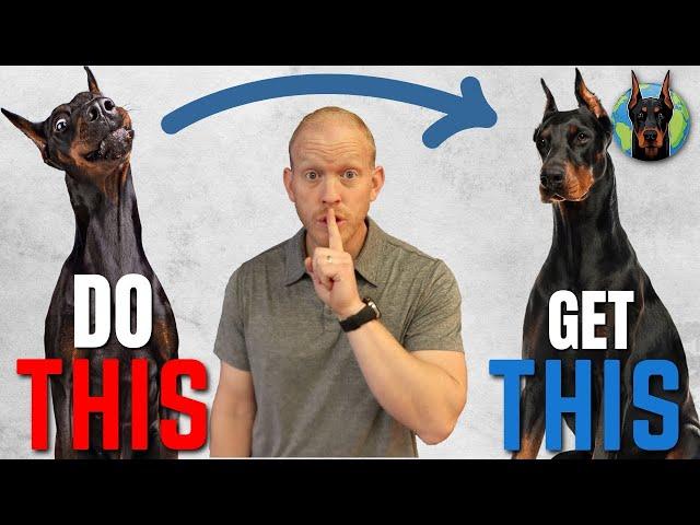 5 Training Tips to Unlock Your Doberman’s Potential