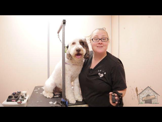 Grooming a Portuguese Water Dog