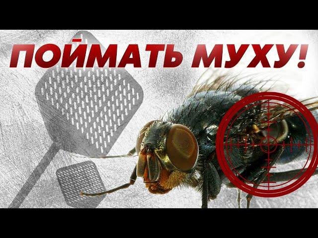 Вот почему настолько сложно прихлопнуть МУХУ | DeeaFilm