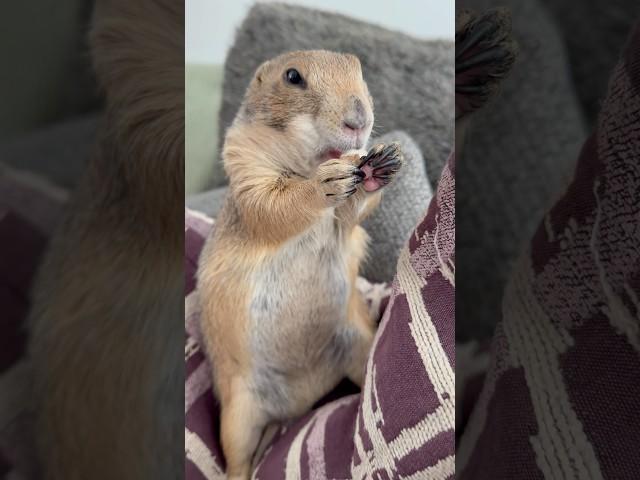 Poppy and Penelope have a morning cookie 