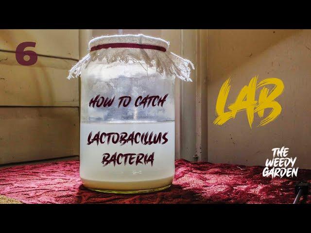HOW TO BREED LAB - LACTOBACILLUS BACTERIA