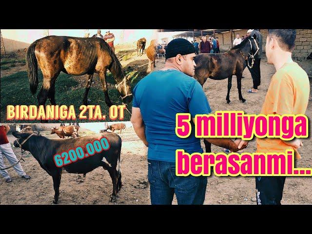 mol bozor  toy sotiladi Horse market