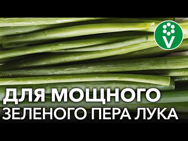 ХОТИТЕ МНОГО ЗЕЛЕНОГО ЛУКА? 7 приемов для мощного и вкусного пера лука