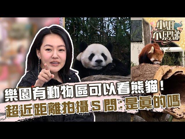 樂園有動物區可以看熊貓！超近距離拍攝小Ｓ問：這隻是真的嗎？【#小姐不熙娣】20240905 EP640 Part2 小優 芳瑜