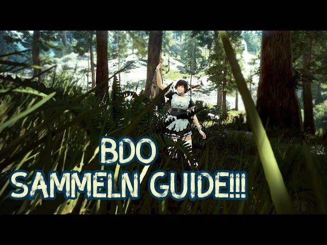 BDO Sammeln Guide - Alles was du wissen solltest!