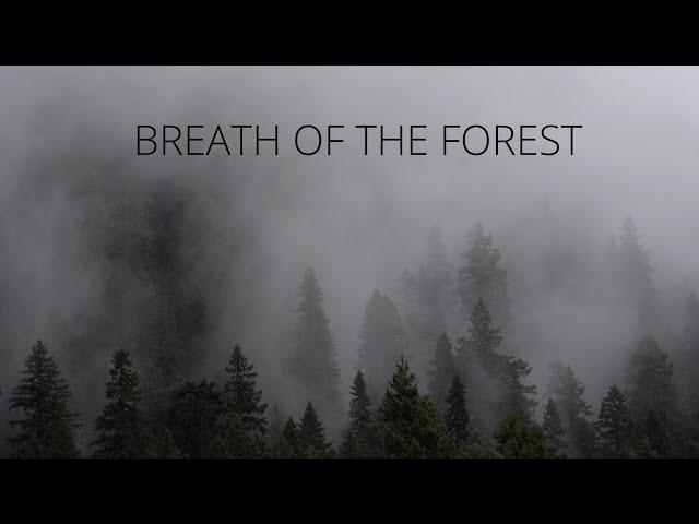 Breath of the Forest