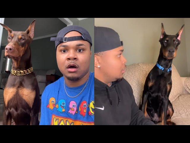 Grumpy Dogs knox doberman tiktok Compilation | Dog Video 2022 | suavexavier