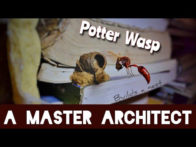 Potter Wasp builds a nest and lay a single egg | Wonders of Nature | Potter Wasp A Master Architect