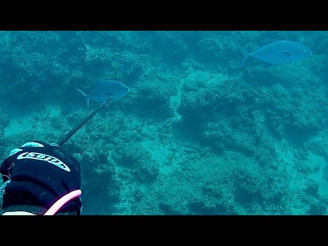 Hawaii Spearfishing 26 | 3-prong Edition