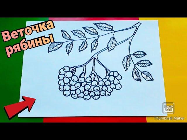 Как нарисовать ВЕТОЧКУ РЯБИНЫ ПОЭТАПНО,простые рисунки/How to draw a sprig of ROWAN in STAGES