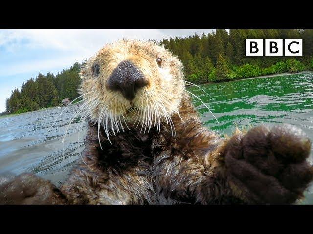 Cute otters intimately filmed by spy camera | Spy in the Wild - BBC