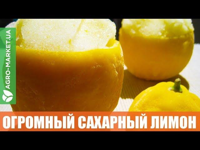 Лимон Киевский Крупноплодный | Agro-market.net