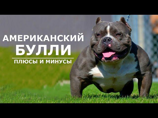 АМЕРИКАНСКИЙ БУЛЛИ. Плюсы и минусы амбулли AMERICAN BULLY