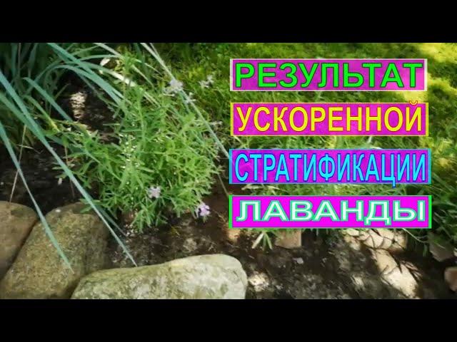 РЕЗУЛЬТАТЫ  УСКОРЕННОЙ СТРАТИФИКАЦИИ СЕМЯН ЛАВАНДЫ. ПОСАДКА ЛАВАНДЫ.